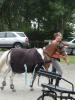 dsc03778_t1.jpg
