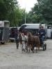 dsc03786_t1.jpg